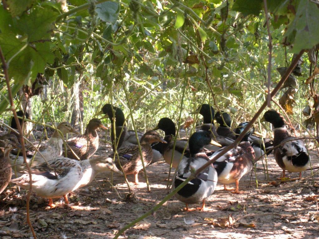Sant'Andrea Agriturismo Con Cantina Martignago Vignaioli Asolo Prosecco Docg Wines มาเซร์ ภายนอก รูปภาพ