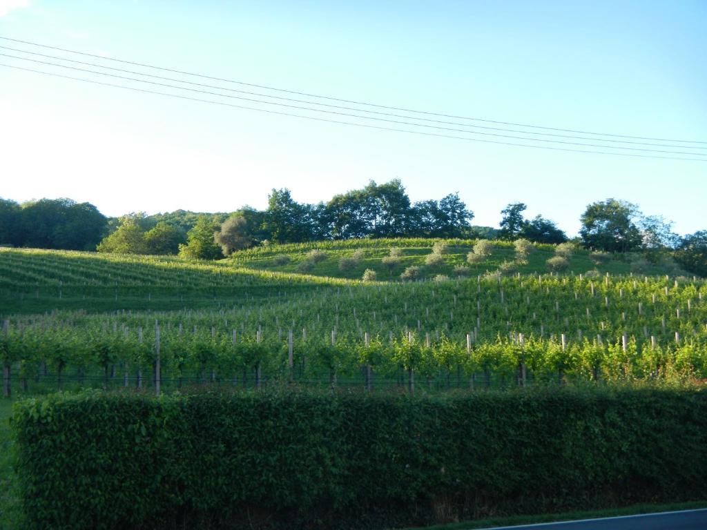 Sant'Andrea Agriturismo Con Cantina Martignago Vignaioli Asolo Prosecco Docg Wines มาเซร์ ภายนอก รูปภาพ
